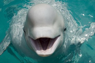 海豚海豚配乐音频素材_海豚的叫声声音音效