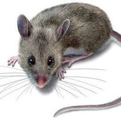 老鼠吃东西声音音效