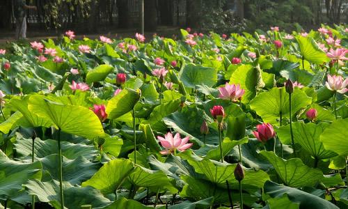 青蛙小青蛙配乐音频素材_小池边青蛙叫音效