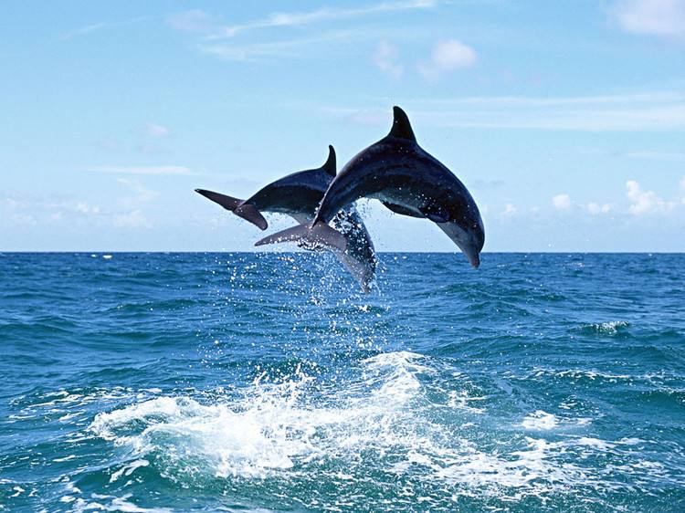海豚、鲸鱼的声音音效