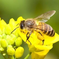 一只蜜蜂嗡嗡叫音效