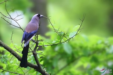 喜鹊树枝头唧叫声音效