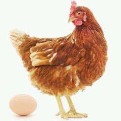 【母鸡生蛋声音音效】音频素材