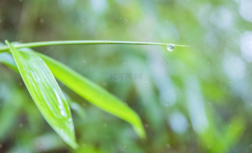竹叶尖上的雨水滴