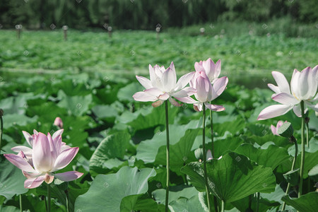 夏季池塘荷花景色