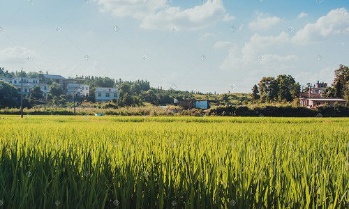 乡村田野乡野稻田风景