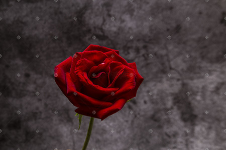 黑色背景里的一朵红玫瑰