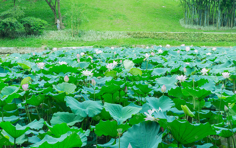 池塘荷花风景摄影