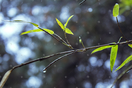 雨天摄影图片-雨天摄影作品-千库网