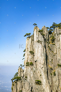 悬崖峭壁上顽强的松树