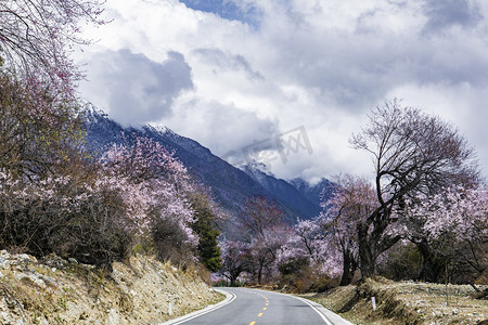 桃花山摄影照片_山下桃树林摄影图