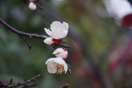 冬至植物摄影照片_春天公园梅花特写摄影图