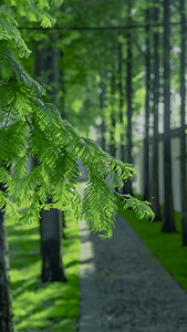 夏天树木植物摄影图