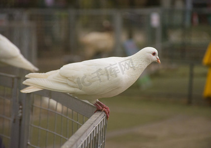 站在栏杆上白色鸽子摄影图