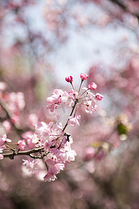 桃花图案灯笼摄影照片_春天盛开桃花杏花自然风景摄影图