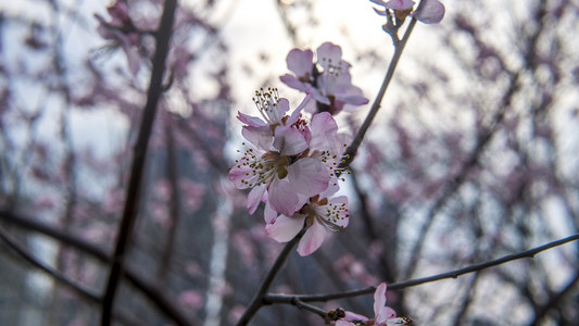 浪漫粉色桃花摄影照片_植物三月桃花开自然风景摄影图