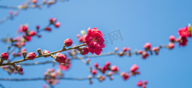 桃花桃花摄影照片_蓝天下常见鲜花碧桃自然风景摄影图