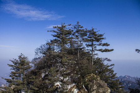 石人山摄影照片_尧山千姿百态树摄影图