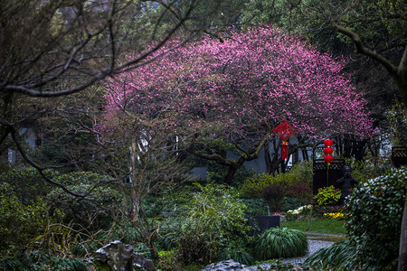 杭州植物园红梅挂件摄影图