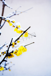 飘舞的雪花摄影照片_雪后盛开腊梅花摄影图