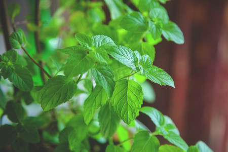 简约清新绿植清新摄影照片_绿植薄荷摄影图