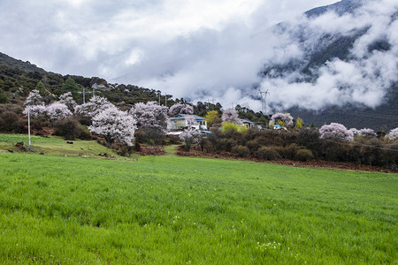 西藏林芝桃花林摄影图