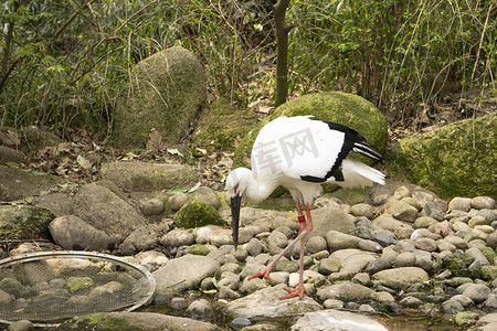 珍稀保护动物丹顶鹤摄影图