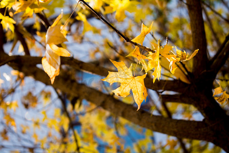 秋季树上黄叶摄影图