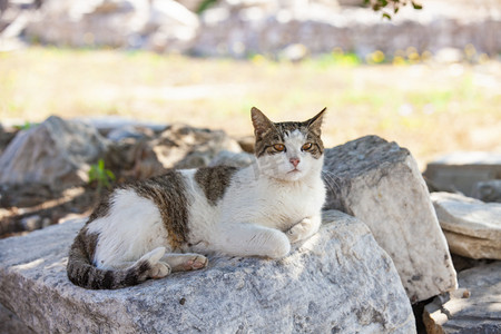 人花摄影照片_石头上一只花斑猫摄影图