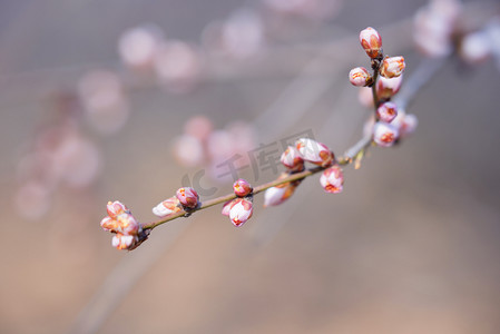 桃花花枝花朵花苞摄影图