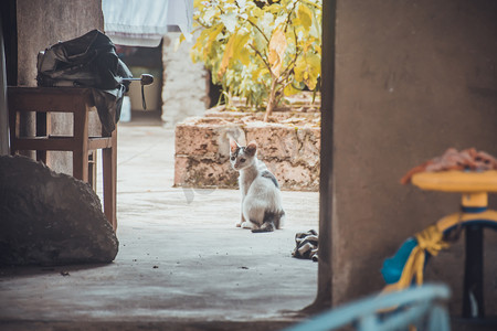 院子小猫摄影图