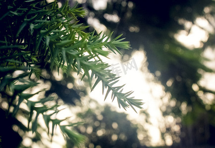 朦胧自然摄影照片_针状绿色植物自然风景摄影图