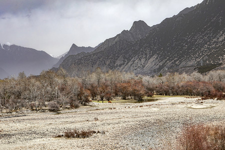 西藏植物摄影照片_西藏山峰山峦风景摄影图