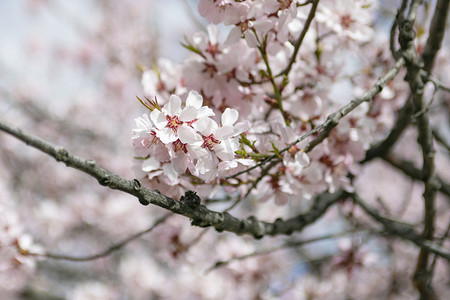 西藏林芝桃花摄影图