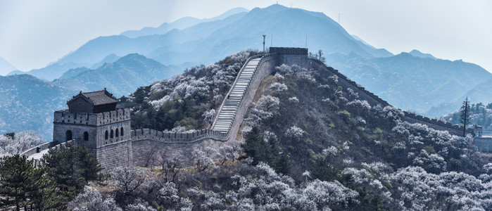 建军节白鸽摄影照片_八达岭长城杏花漫山遍野摄影图