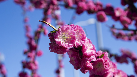 春暖花开桃花摄影图