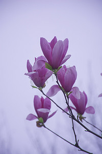 粉紫色摄影照片_盛开粉紫色玉兰花自然风景摄影图