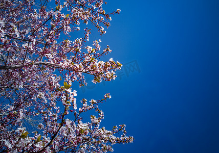 春天桃花朵朵开自然风景摄影图
