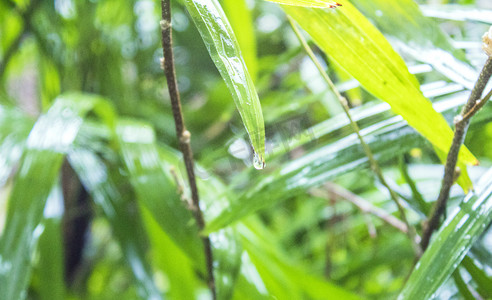 雨天自然摄影照片_清明时节雨纷纷植物绿叶自然风景摄影图