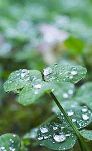 雨中三叶草竖图摄影图