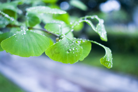 初春文案摄影照片_春雨银杏树叶水滴摄影图