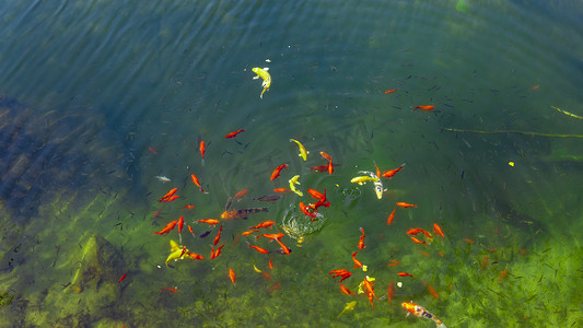 湖底金鱼锦鲤摄影图