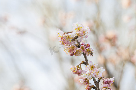 春季摄影照片_盛开桃花花枝特写自然风景摄影图