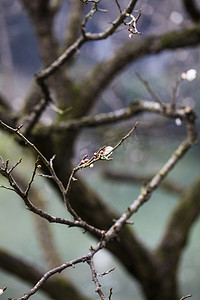 杭州冬天摄影照片_杭州植物园风景白梅树枝树桩摄影图