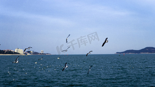 自然风景鸟类之海边飞翔海鸥摄影图