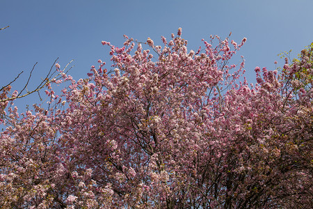 春季摄影照片_春天桃花朵朵繁花盛开摄影图