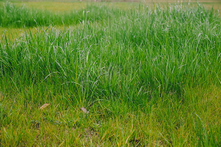 绿色草地摄影照片_绿色草地自然风景摄影图