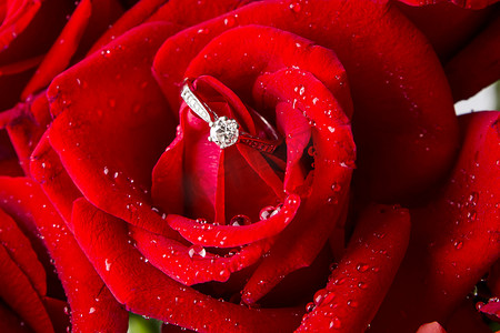 红玫瑰和戒指摄影图