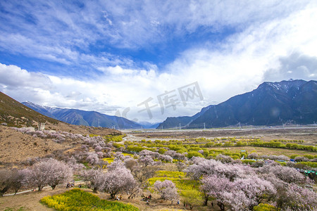 林芝摄影照片_林芝桃花林4