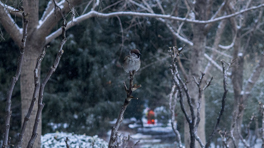 冬天雪树枝摄影图